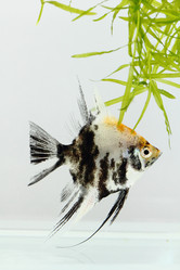 Similar image 528516