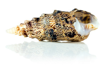 Similar image 528709