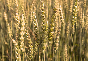 Similar image 528814