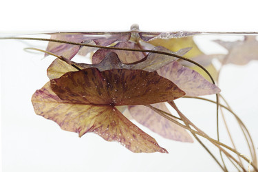 Similar image 528869