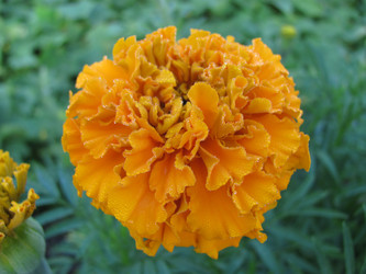 Similar image 528927