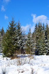 Similar image 529075