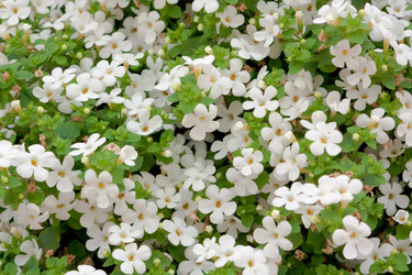 Similar image 529237