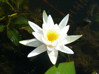 Similar image 529272