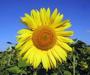 Similar image 529277