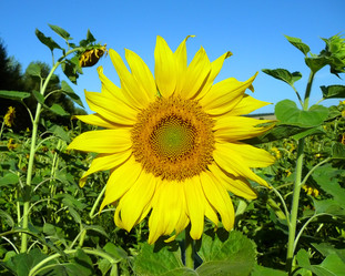 Similar image 529278