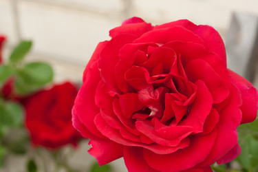 Similar image 529301