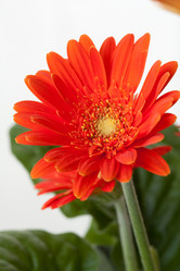 Similar image 529316