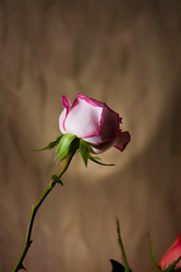 Similar image 529321