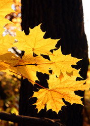 Similar image 529337