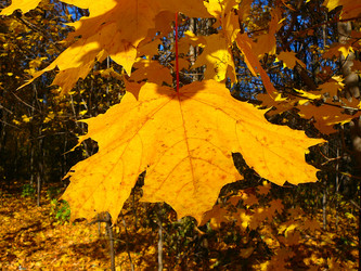 Similar image 529430