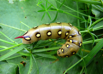 Similar image 529455