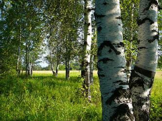 Similar image 529483