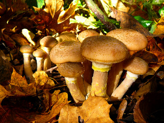 Similar image 529608