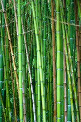 Similar image 529626