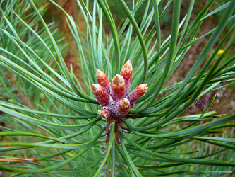 Similar image 529632