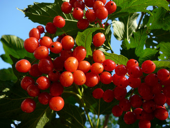 Similar image 529704