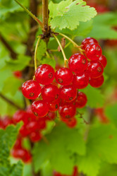 Similar image 529809