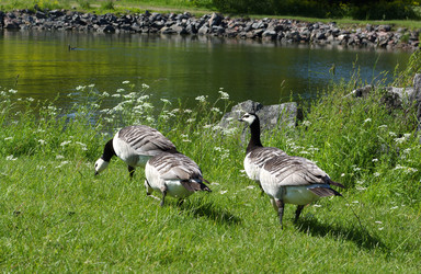 Similar image 529915