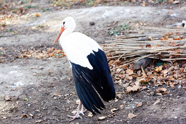 Similar image 529919