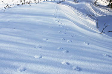 Similar image 529928