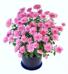 Similar image 529984