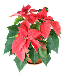 Similar image 530001