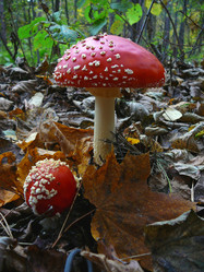 Similar image 530338