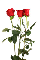 Similar image 530464