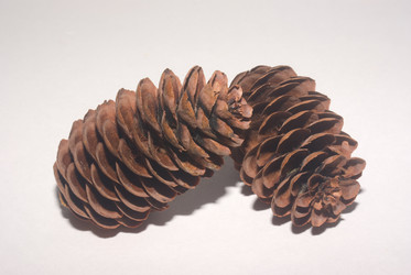 Similar image 530670