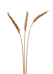 Similar image 530908