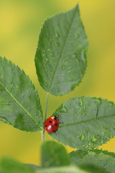 Similar image 531216