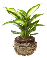 Similar image 532204