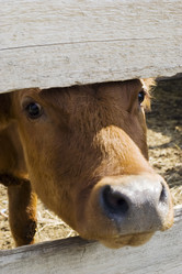 Similar image 532806