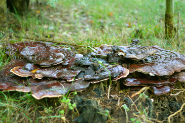 Similar image 533982