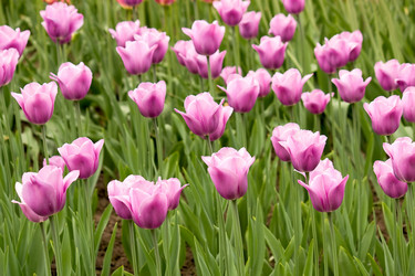 Similar image 534287