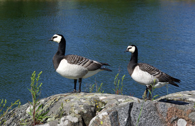 Similar image 534924