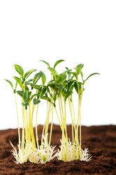 Similar image 535335