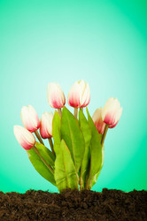 Similar image 535358