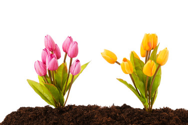 Similar image 535785