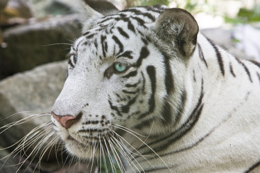 Similar image 536258