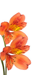 Similar image 536497