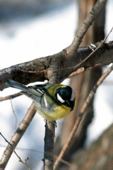 Similar image 537373