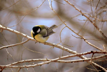 Similar image 537374