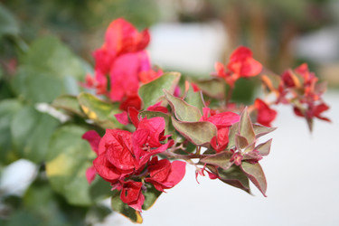 Similar image 537485