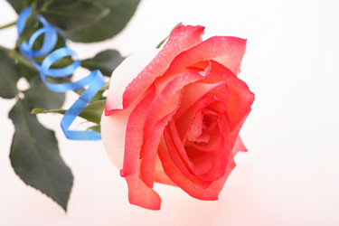 Similar image 537521