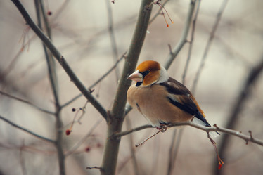 Similar image 539207