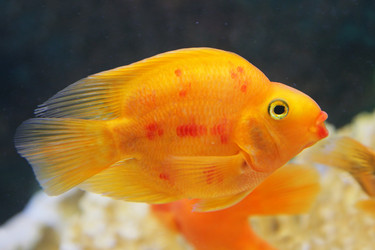 Similar image 539227