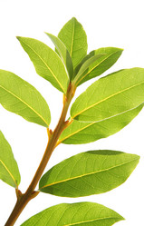 Similar image 539389