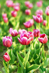 Similar image 540424